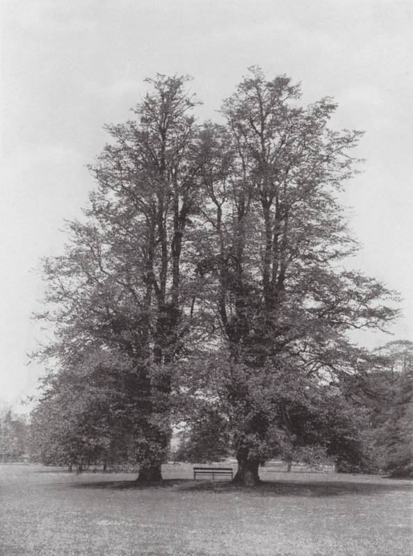 Kew Gardens, asi 1900 (čb fotografie) od E. J. Wallis