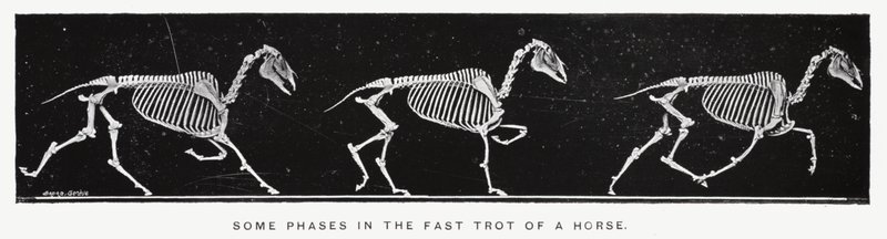 Eadweard Muybridge: Některé fáze v rychlém klusu koně (černobílá fotografie) od Eadweard Muybridge
