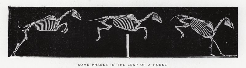 Eadweard Muybridge: Některé fáze ve skoku koně (černobílá fotografie) od Eadweard Muybridge
