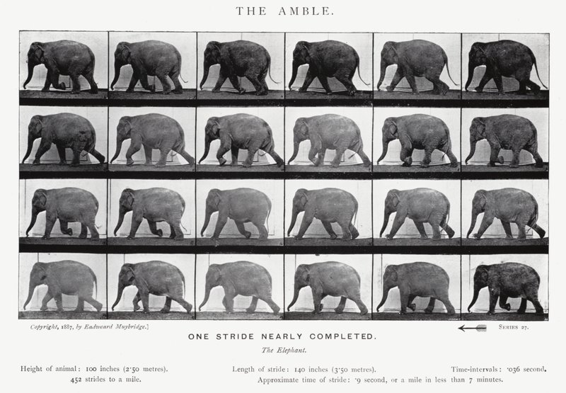 Eadweard Muybridge: The Amble (černobílá fotografie) od Eadweard Muybridge