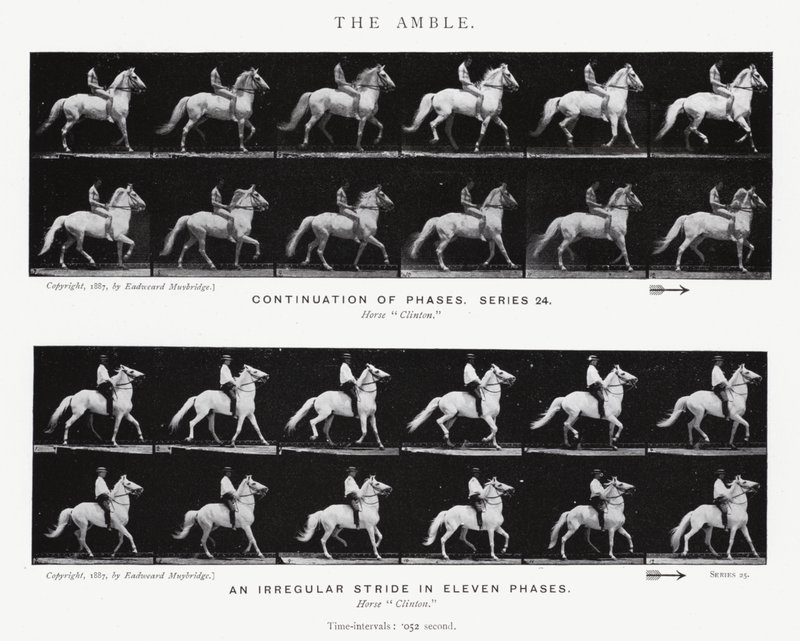 Eadweard Muybridge: The Amble (černobílá fotografie) od Eadweard Muybridge