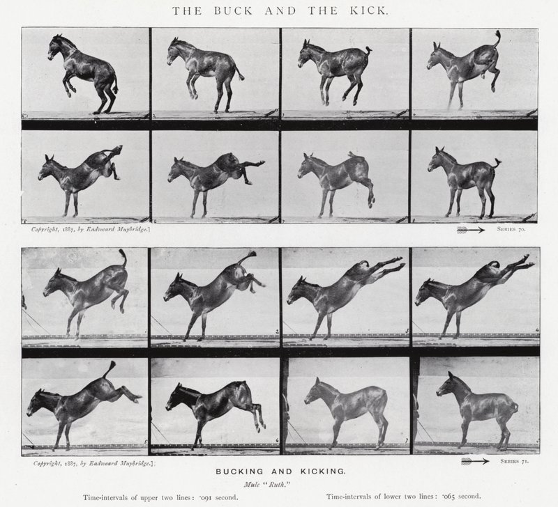 Eadweard Muybridge: The Buck and the Kick (černobílá fotografie) od Eadweard Muybridge