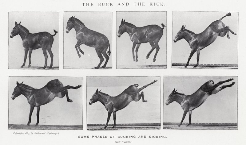 Eadweard Muybridge: The Buck and the Kick (černobílá fotografie) od Eadweard Muybridge