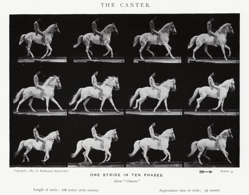 Eadweard Muybridge: The Canter (černobílá fotografie) od Eadweard Muybridge