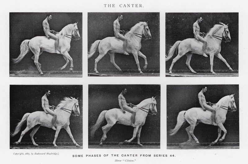 Eadweard Muybridge: The Canter (černobílá fotografie) od Eadweard Muybridge