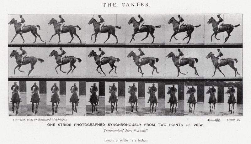 Eadweard Muybridge: The Canter (černobílá fotografie) od Eadweard Muybridge