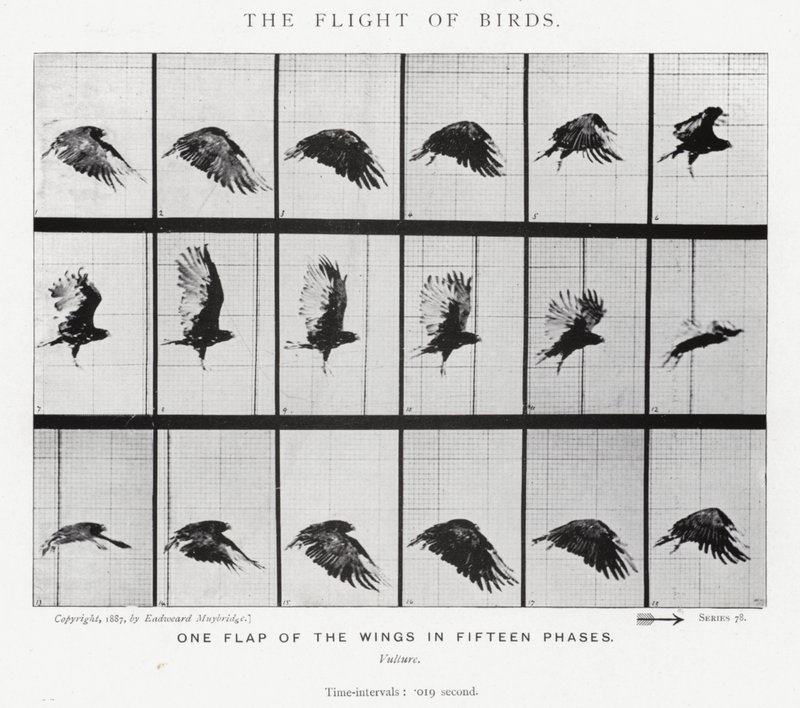 Eadweard Muybridge: The Flight of Birds (č/b foto) od Eadweard Muybridge
