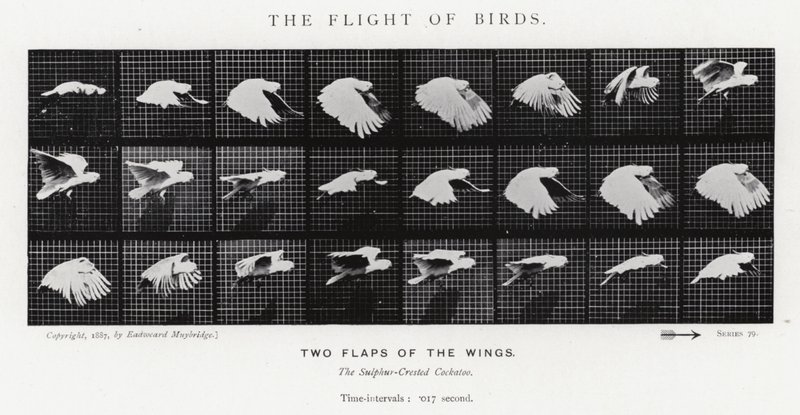 Eadweard Muybridge: The Flight of Birds (č/b foto) od Eadweard Muybridge