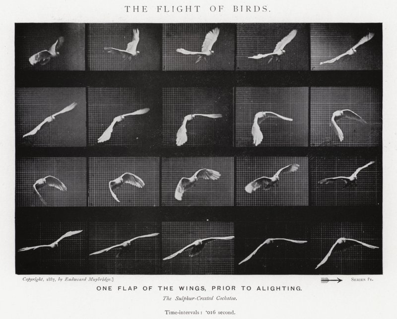 Eadweard Muybridge: The Flight of Birds (č/b foto) od Eadweard Muybridge