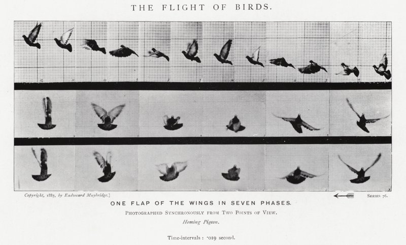 Eadweard Muybridge: The Flight of Birds (č/b foto) od Eadweard Muybridge