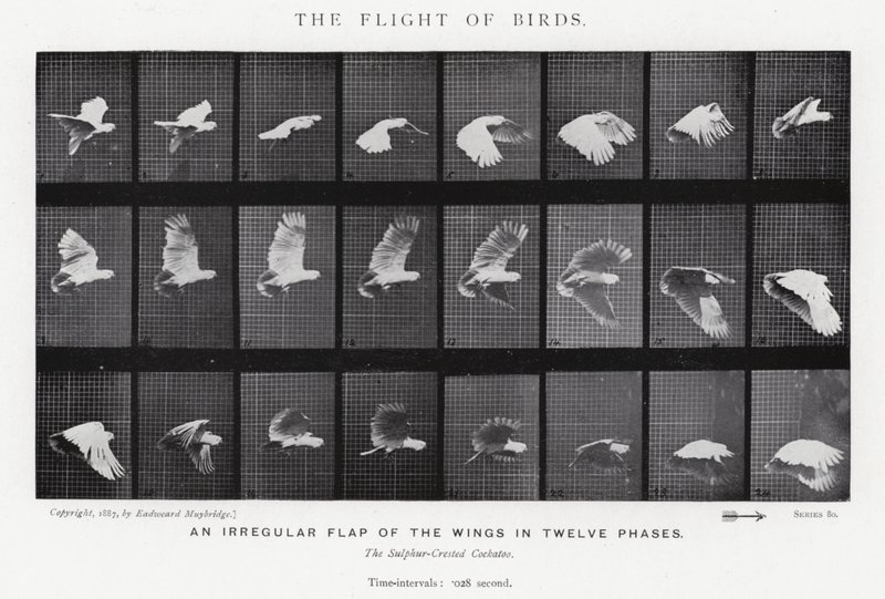 Eadweard Muybridge: The Flight of Birds (č/b foto) od Eadweard Muybridge