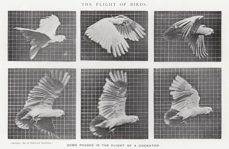 Eadweard Muybridge: The Flight of Birds (č/b foto) od Eadweard Muybridge