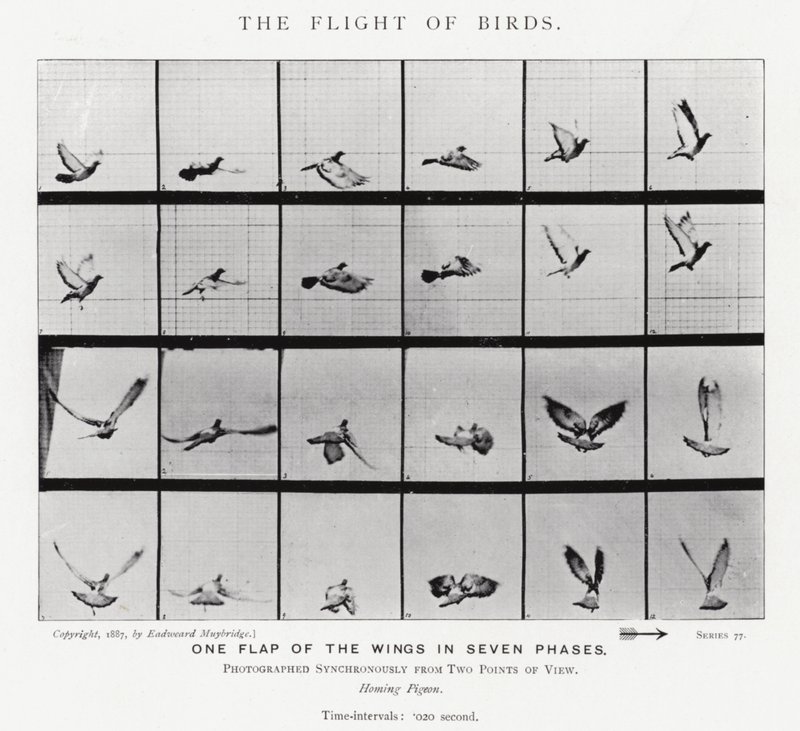 Eadweard Muybridge: The Flight of Birds (č/b foto) od Eadweard Muybridge