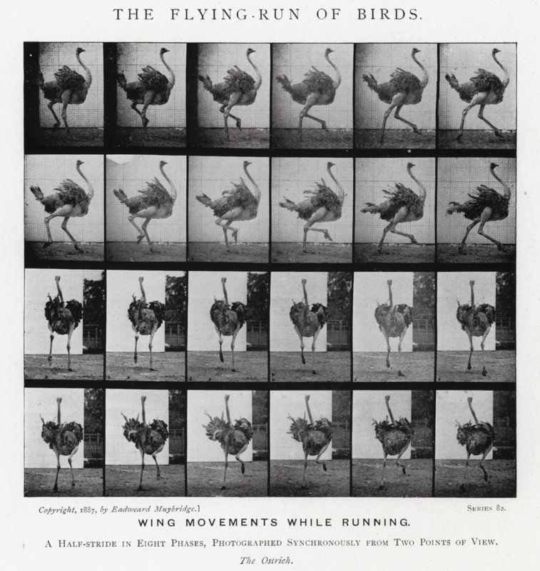 Eadweard Muybridge: The Flying-Run of Birds (č/b foto) od Eadweard Muybridge
