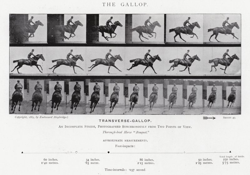 Eadweard Muybridge: The Gallop (černobílá fotografie) od Eadweard Muybridge
