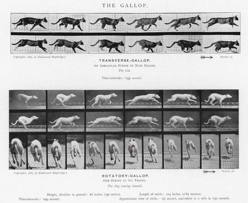 Eadweard Muybridge: The Gallop (černobílá fotografie) od Eadweard Muybridge