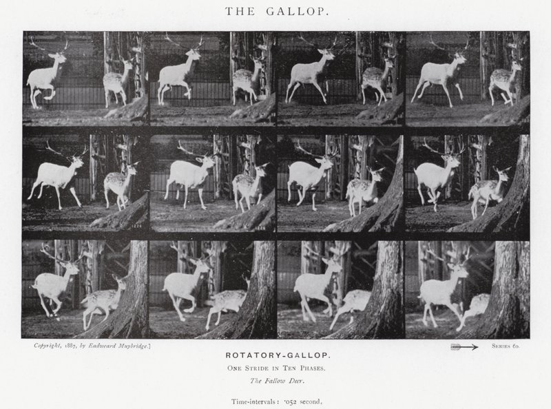 Eadweard Muybridge: The Gallop (černobílá fotografie) od Eadweard Muybridge