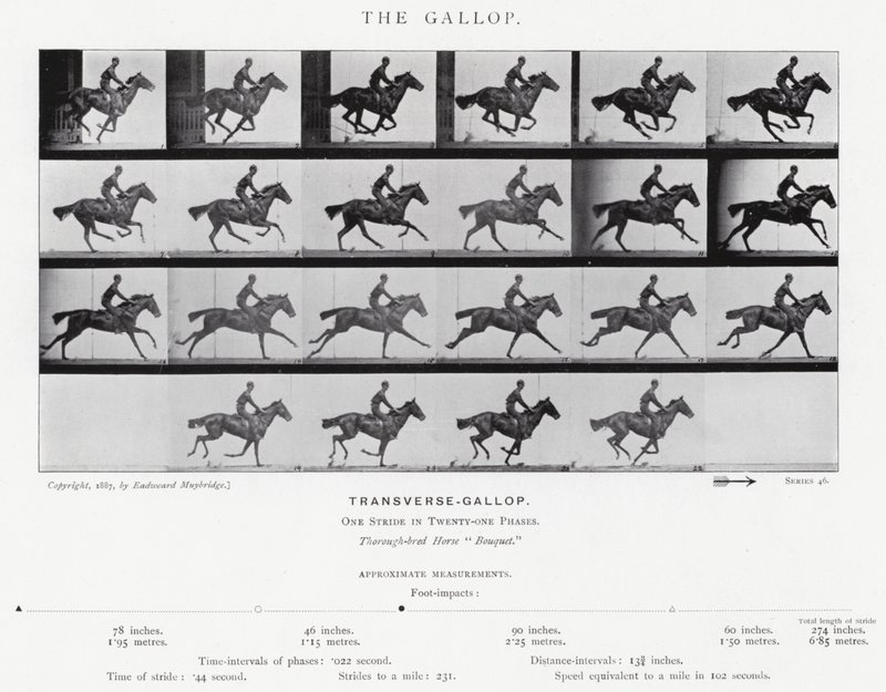 Eadweard Muybridge: The Gallop (černobílá fotografie) od Eadweard Muybridge