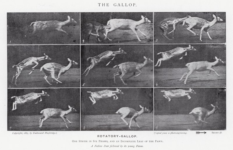 Eadweard Muybridge: The Gallop (černobílá fotografie) od Eadweard Muybridge