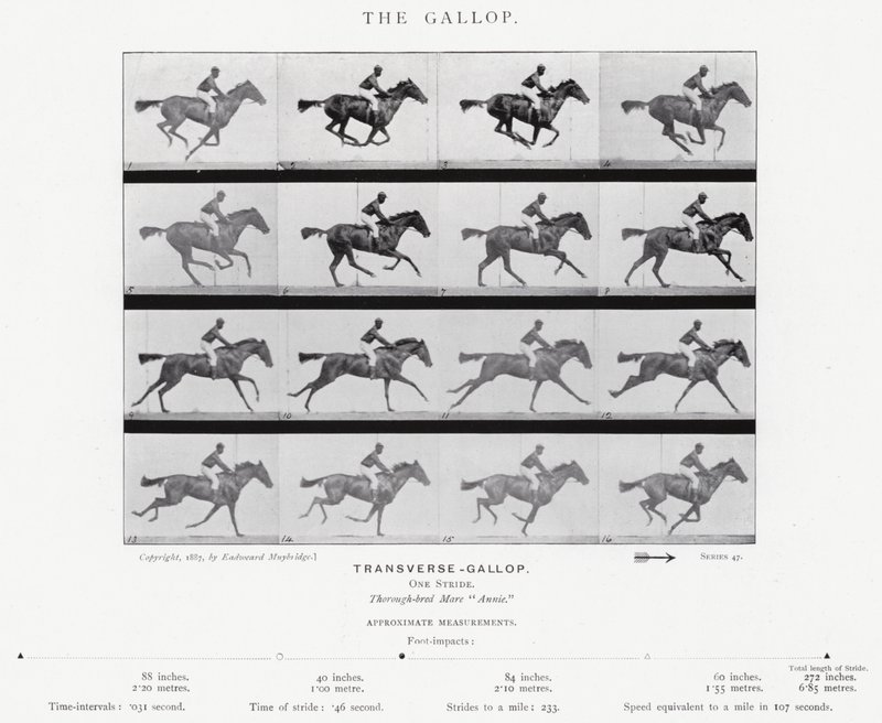 Eadweard Muybridge: The Gallop (černobílá fotografie) od Eadweard Muybridge