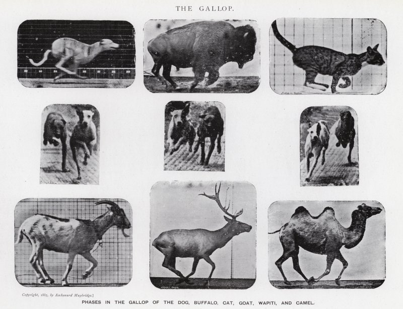 Eadweard Muybridge: The Gallop (černobílá fotografie) od Eadweard Muybridge