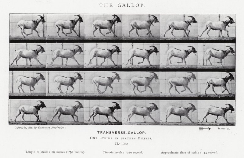 Eadweard Muybridge: The Gallop (černobílá fotografie) od Eadweard Muybridge