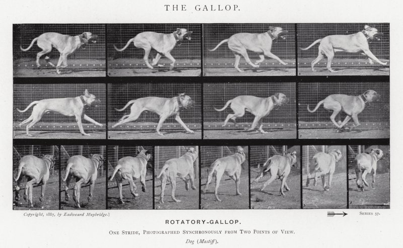 Eadweard Muybridge: The Gallop (černobílá fotografie) od Eadweard Muybridge