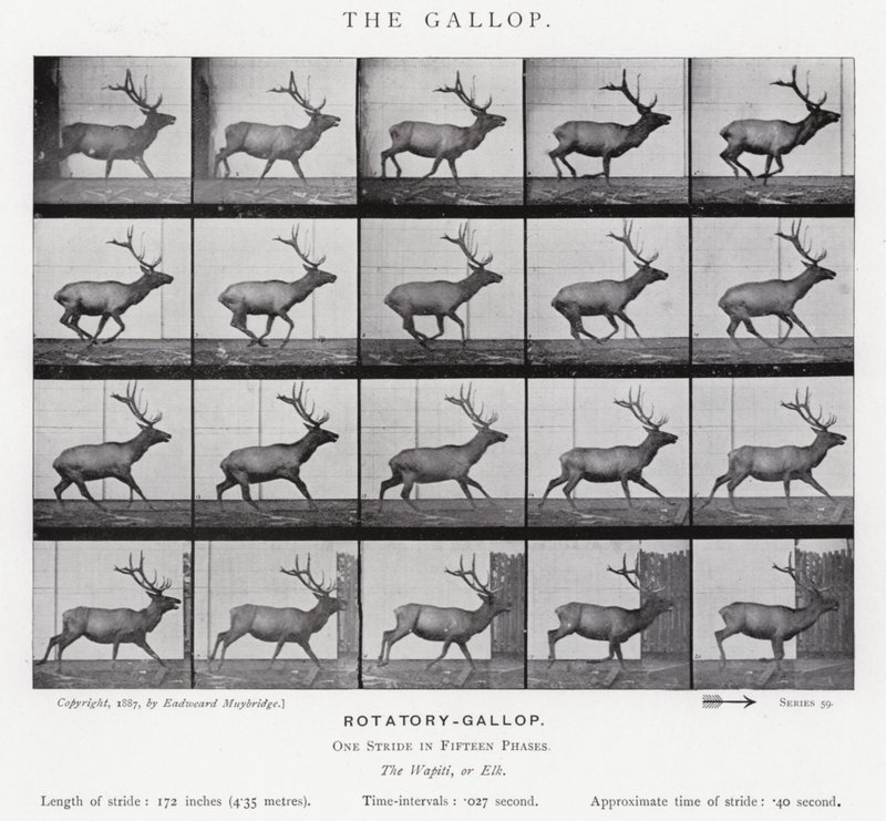 Eadweard Muybridge: The Gallop (černobílá fotografie) od Eadweard Muybridge