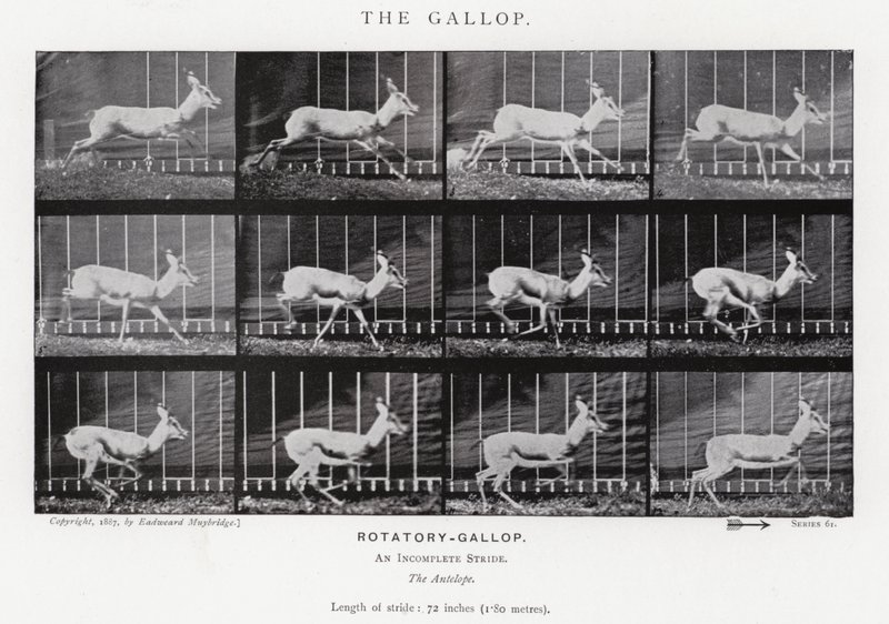 Eadweard Muybridge: The Gallop (černobílá fotografie) od Eadweard Muybridge