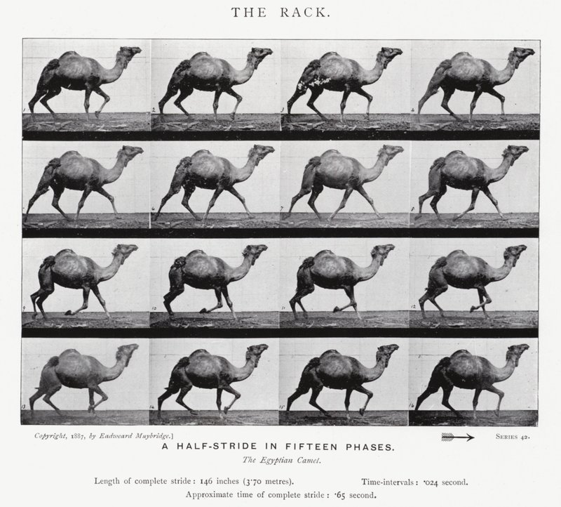 Eadweard Muybridge: The Rack (černobílá fotografie) od Eadweard Muybridge