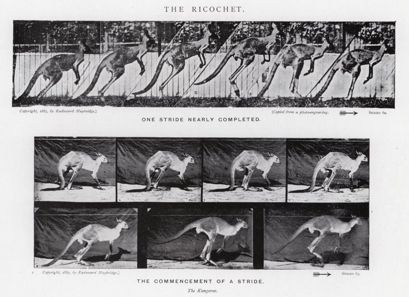Eadweard Muybridge: The Ricochet (černobílá fotografie) od Eadweard Muybridge