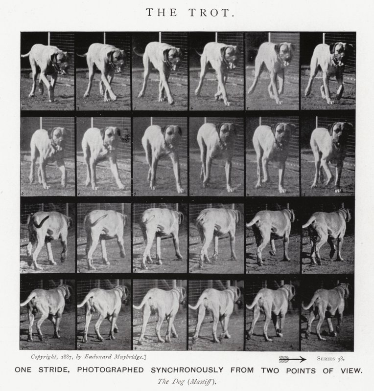 Eadweard Muybridge: Klus (černobílá fotografie) od Eadweard Muybridge