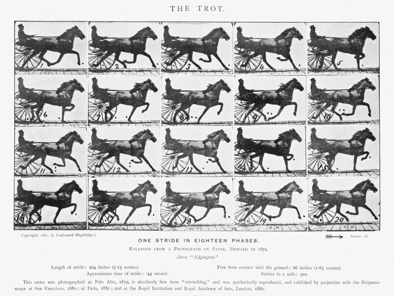 Eadweard Muybridge: Klus (černobílá fotografie) od Eadweard Muybridge