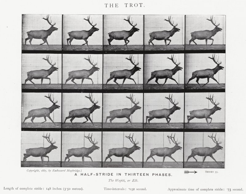 Eadweard Muybridge: Klus (černobílá fotografie) od Eadweard Muybridge