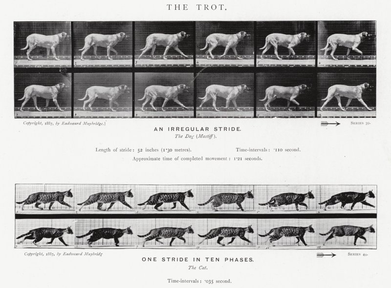 Eadweard Muybridge: Klus (černobílá fotografie) od Eadweard Muybridge