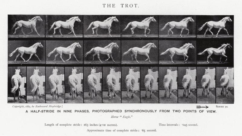 Eadweard Muybridge: Klus (černobílá fotografie) od Eadweard Muybridge
