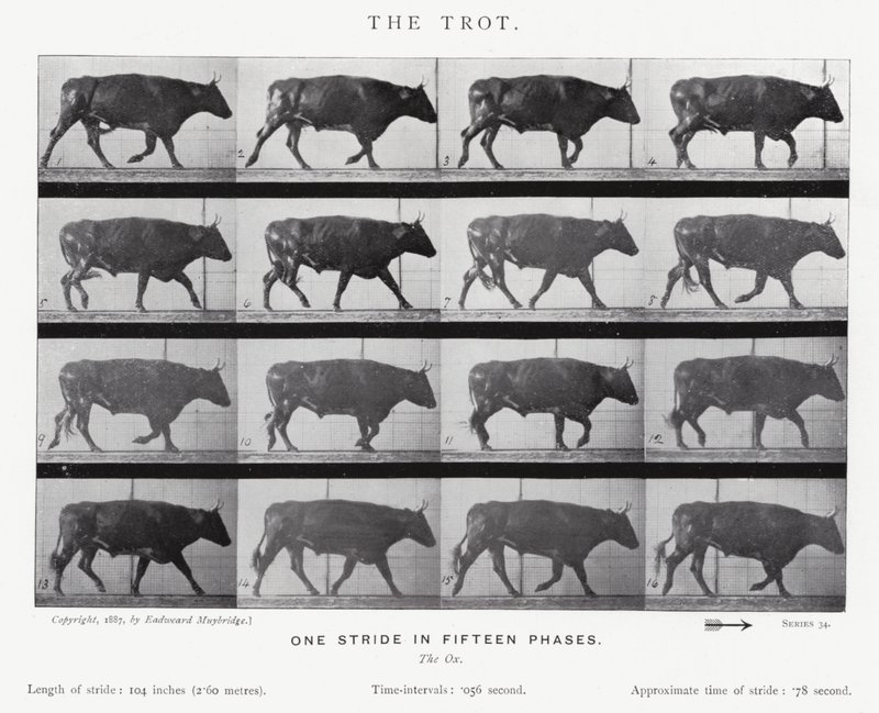 Eadweard Muybridge: Klus (černobílá fotografie) od Eadweard Muybridge
