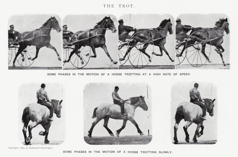 Eadweard Muybridge: Klus (černobílá fotografie) od Eadweard Muybridge