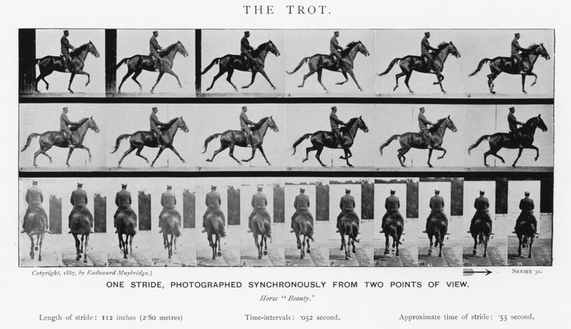 Eadweard Muybridge: Klus (černobílá fotografie) od Eadweard Muybridge