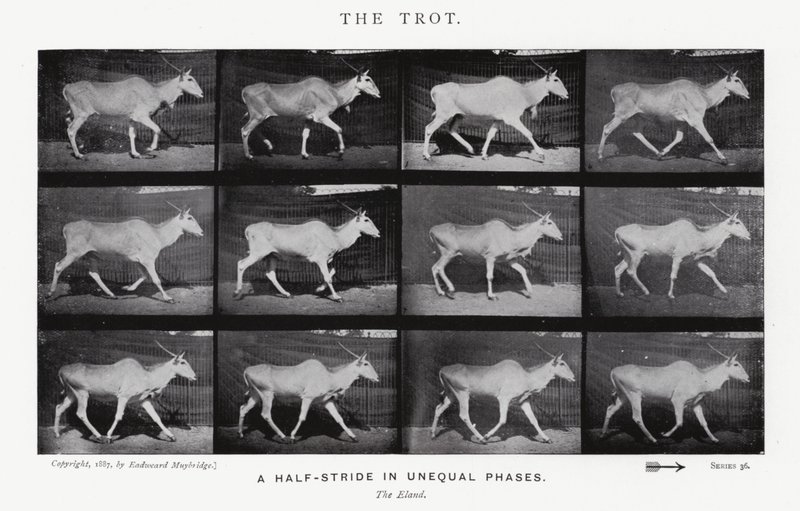 Eadweard Muybridge: Klus (černobílá fotografie) od Eadweard Muybridge