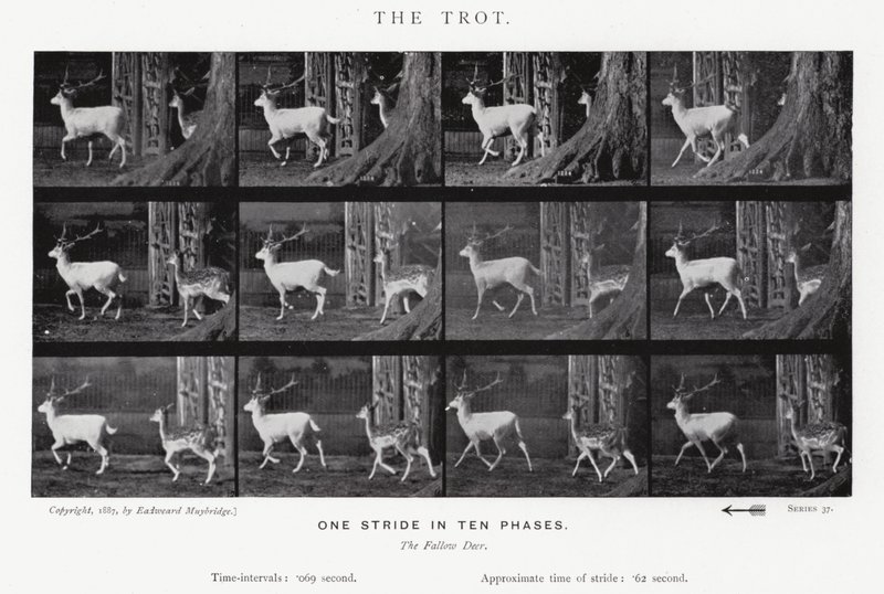 Eadweard Muybridge: Klus (černobílá fotografie) od Eadweard Muybridge