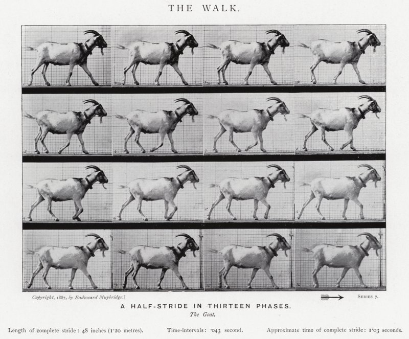 Eadweard Muybridge: The Walk (černobílá fotografie) od Eadweard Muybridge