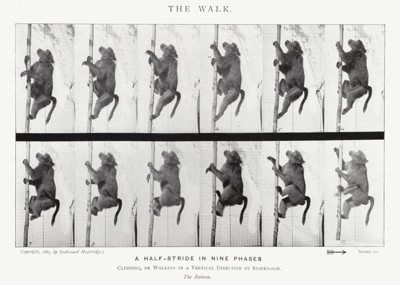 Eadweard Muybridge: The Walk (černobílá fotografie) od Eadweard Muybridge