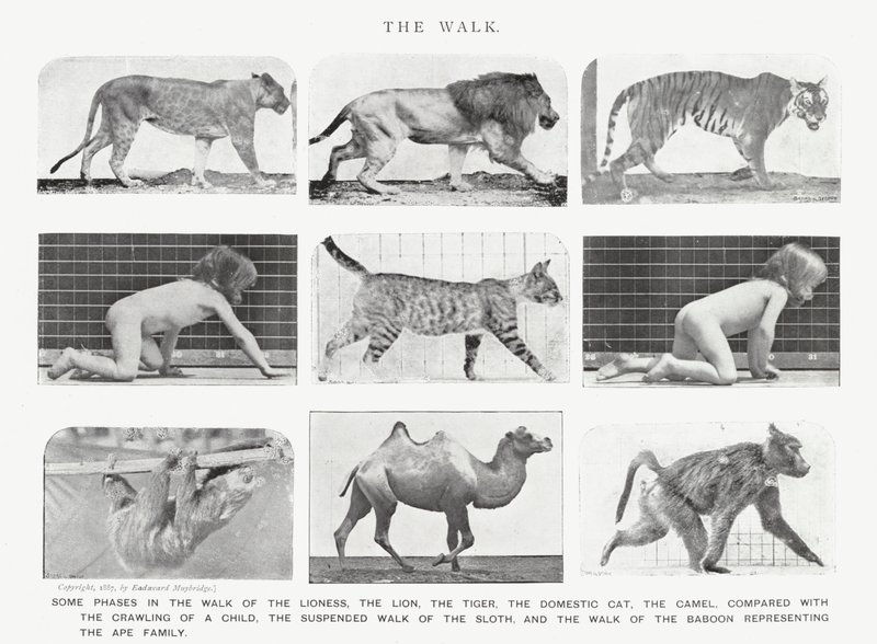 Eadweard Muybridge: The Walk (černobílá fotografie) od Eadweard Muybridge