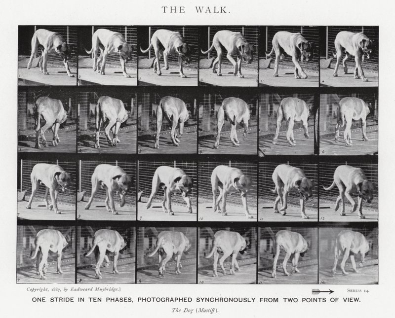 Eadweard Muybridge: The Walk (černobílá fotografie) od Eadweard Muybridge