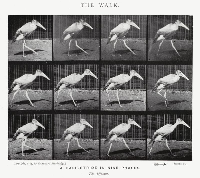 Eadweard Muybridge: The Walk (černobílá fotografie) od Eadweard Muybridge
