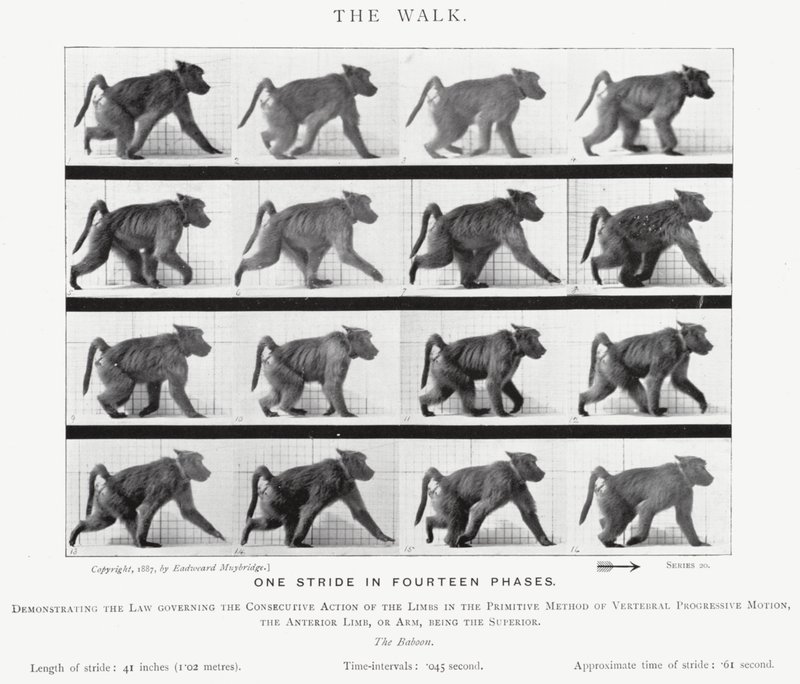 Eadweard Muybridge: The Walk (černobílá fotografie) od Eadweard Muybridge