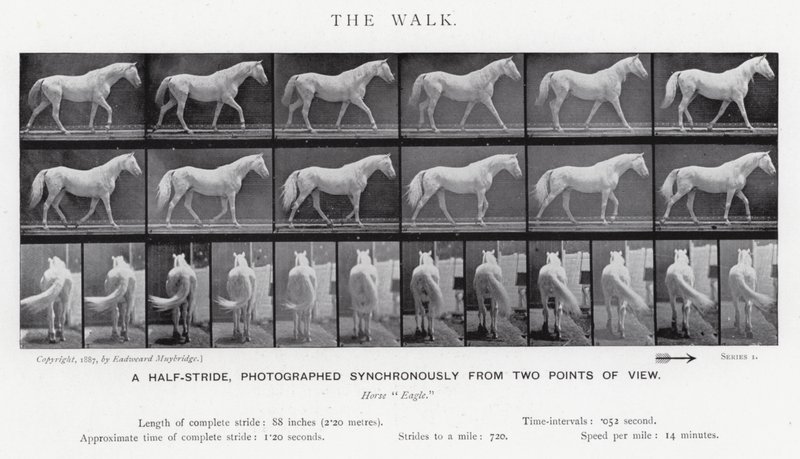 Eadweard Muybridge: The Walk (černobílá fotografie) od Eadweard Muybridge