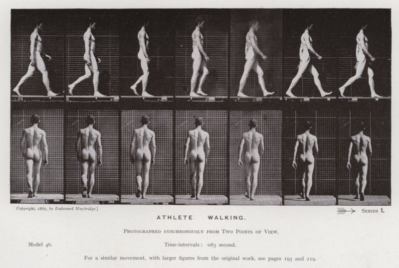 Lidská postava v pohybu: Sportovec, chůze (č/b foto) od Eadweard Muybridge
