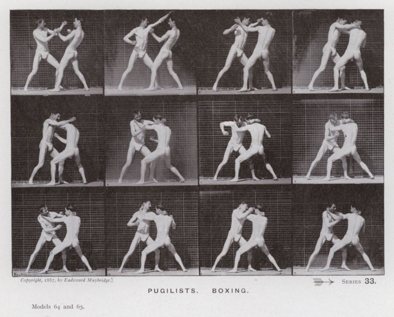 Lidská postava v pohybu: Pugilists, Box (č/b foto) od Eadweard Muybridge
